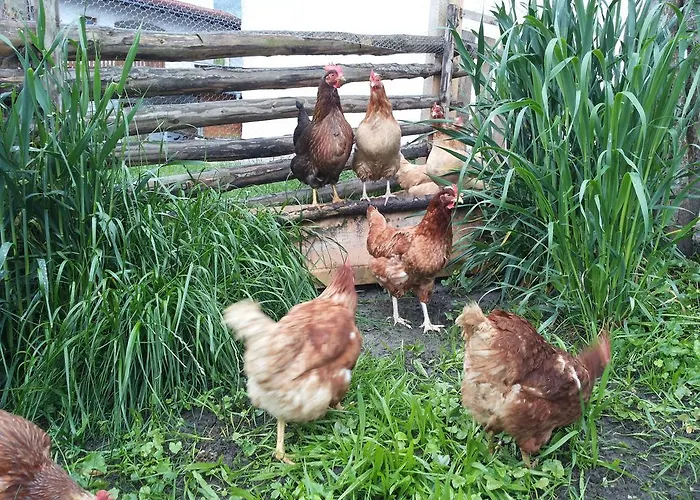 Apartamento Catrin Mit Sauna Und E-ladestation