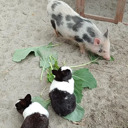 Apartmán Catrin Mit Sauna Und E-ladestation Ried im Zillertal