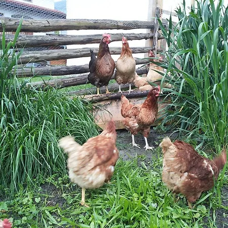 Apartmán Catrin Mit Sauna Und E-ladestation